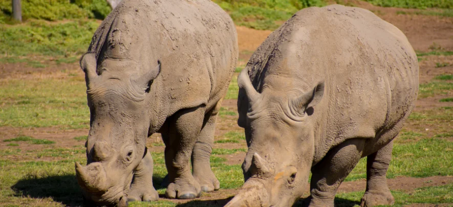 1. Werribee Open Range Zoo