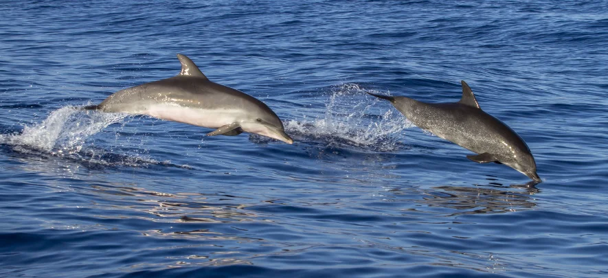 11. Take a Dolphin and Seal Swim Tour