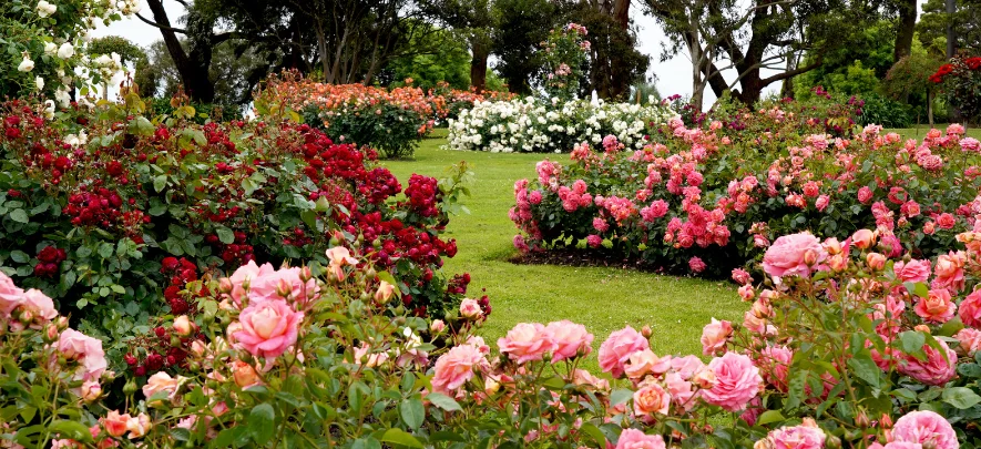 3. Victoria State Rose Garden