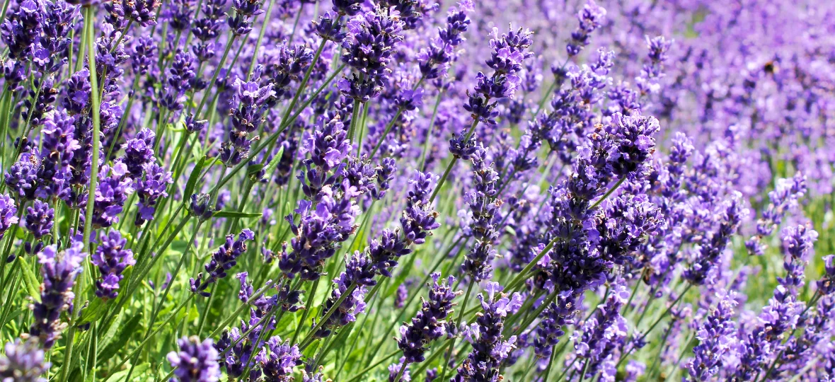 Lavandula Swiss-Italian Farm