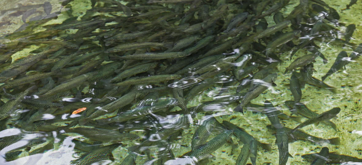 Tuki Trout Farm