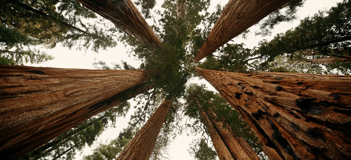 Giant Tree Park