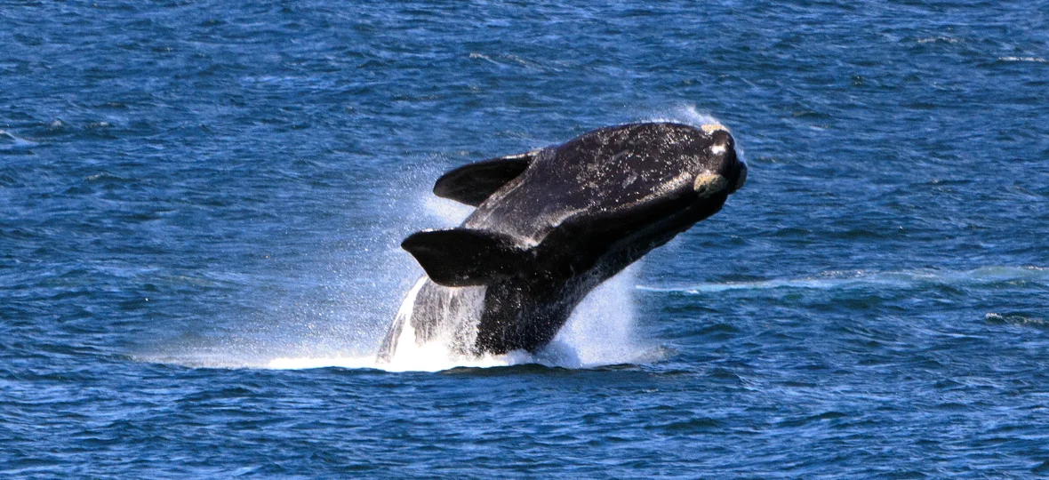 See the Southern Right Whales at Logans Beach