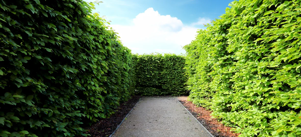 Visit the Hedgend Maze