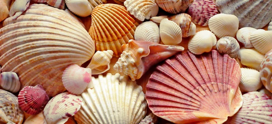 Sea Shell