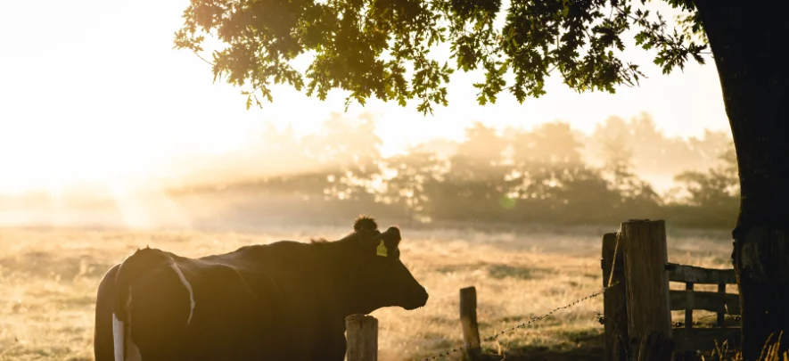 Farm Stay