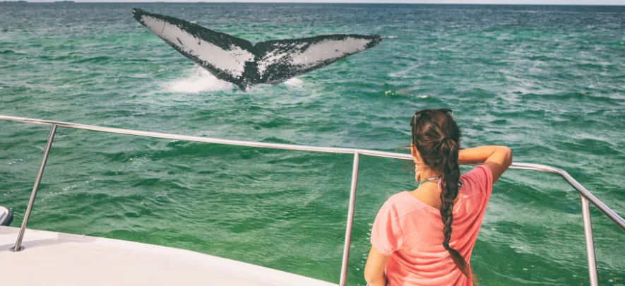 Whale-Watching Tour