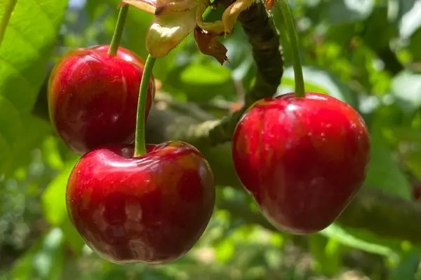 Ripe 'N' Ready Cherry Farm Main Image